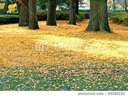 Sunlight on yellow leaves and fallen leaves of ginkgo Sunlight on yellow leaves and fallen leaves of ginkgo 94088282