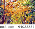 明亮的陽光照耀著紅葉的秋天森林 94088284