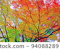 明亮的陽光照耀在紅葉的秋天森林之外 94088289