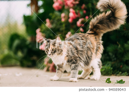 Curious Funny Playful Cute Maine Coon Cat With White-black Marble Fur Color Getting Ready Jump. Coon Cat, Maine Cat, Maine Shag. Pets On Walk. Amazing Pets Pet 94089043