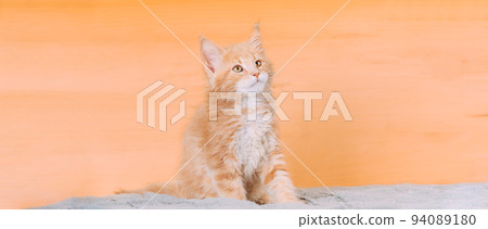 Cat Copy Space Background In Calming Coral Color Colour. Young Red Maine Coon Kitten Cat Sitting On Sofa. Coon Cat, Maine Cat, Maine Shag. Amazing Pets Pet. Portrait On Backdrop In Yellow Light Orange 94089180
