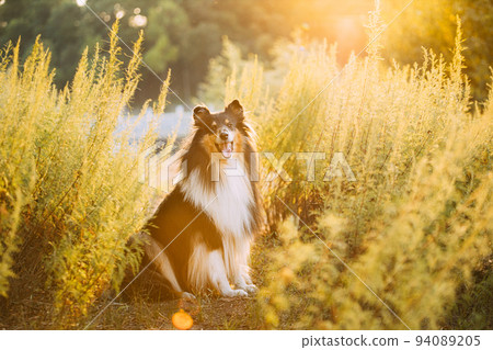 Tricolor Rough Collie, Funny Scottish Collie, Long-haired Collie, English Collie, Lassie Dog Sitting In Green Grass In Sunny Summer Evening. Portrait Dog Tricolor Rough Collie, Funny Scottish Collie, Long-haired Collie, English Collie, Lassie Dog Sitting In Green Grass In Sunny Summer Evening. Portrait Dog 94089205