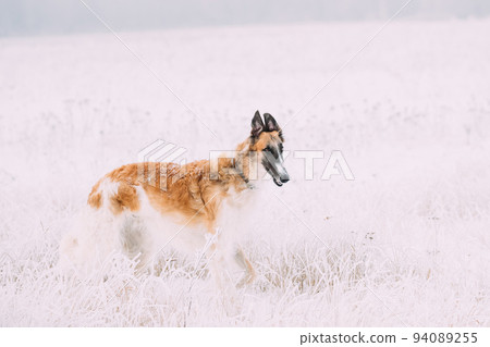 Russian Wolfhound Hunting Sighthound Russkaya Psovaya Borzaya Dog During Hare-hunting At Winter Day In Snowy Field Russian Wolfhound Hunting Sighthound Russkaya Psovaya Borzaya Dog During Hare-hunting At Winter Day In Snowy Field 94089255