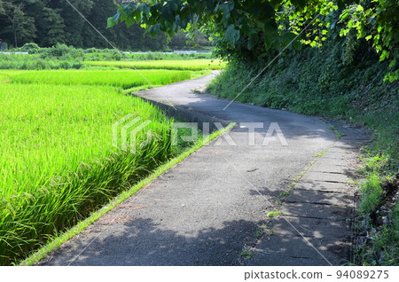 稻田和道路 穿過鄉村的道路 94089275