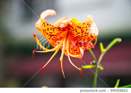 Close-up of beautiful red flowers 94089662