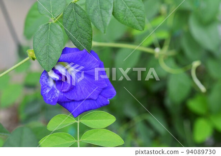 Butterfly Pea (Clitoria, Clitoria) Butterfly Pea (Clitoria, Clitoria) 94089730