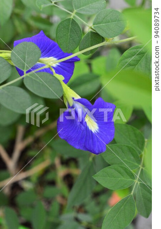 Butterfly Pea (Clitoria, Clitoria) 94089734