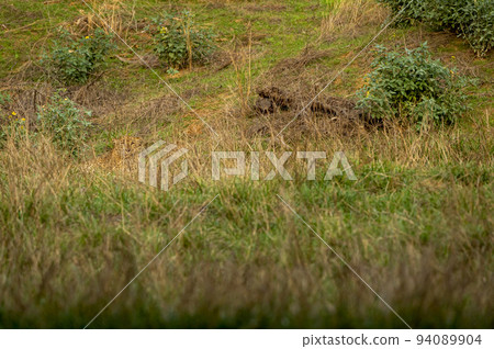 Indian wild male leopard or panther or panthera pardus fusca camouflage in monsoon green grass at ranthambore national park forest rajasthan india asia Indian wild male leopard or panther or panthera pardus fusca camouflage in monsoon green grass at ranthambore national park forest rajasthan india asia 94089904