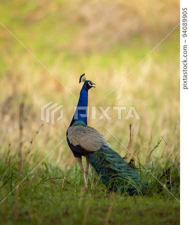 Indian peafowl or Pavo cristatus or male peacock in natural monsson green season forest or jungle at ranthambore national park forest reserve rajasthan india asia Indian peafowl or Pavo cristatus or male peacock in natural monsson green season forest or jungle at ranthambore national park forest reserve rajasthan india asia 94089905