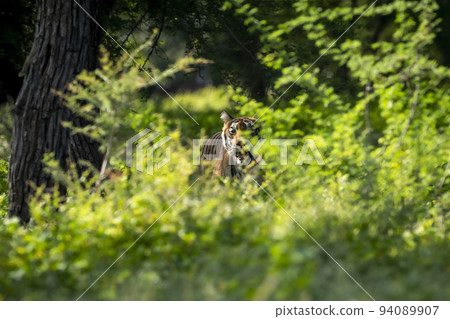 shy wild bengal female tiger or panthera tigris tigris hiding her face behind green grass in monsoon season safari in buffer zone area at ranthambore national park tiger reserve rajasthan india asia 94089907