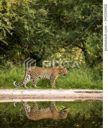 Indian wild male leopard or panther walking with reflection at waterhole during monsoon green season outdoor wildlife safari at jhalana leopard reserve jaipur rajasthan india - panthera pardus fusca Indian wild male leopard or panther walking with reflection at waterhole during monsoon green season outdoor wildlife safari at jhalana leopard reserve jaipur rajasthan india - panthera pardus fusca 94089908