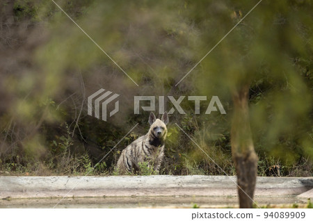 wild Striped hyena head on with eye contact near waterhole in natural green background during outdoor jungle safari in jhalana leopard reserve forest jaipur rajasthan india asia - hyaena hyaena wild Striped hyena head on with eye contact near waterhole in natural green background during outdoor jungle safari in jhalana leopard reserve forest jaipur rajasthan india asia - hyaena hyaena 94089909