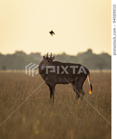 wild male nilgai or blue bull or Boselaphus tragocamelus an asian antelope in golden hour light or backlight in scenic landscape of tal chhapar sanctuary churu rajasthan india asia wild male nilgai or blue bull or Boselaphus tragocamelus an asian antelope in golden hour light or backlight in scenic landscape of tal chhapar sanctuary churu rajasthan india asia 94089910