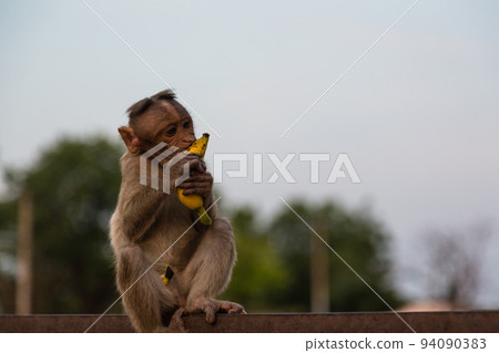 一隻小猴子在印度亨比的一棟建築 Virupaksha 寺的鐵絲網上吃香蕉 94090383