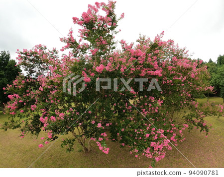 big crape myrtle tree in the park 94090781