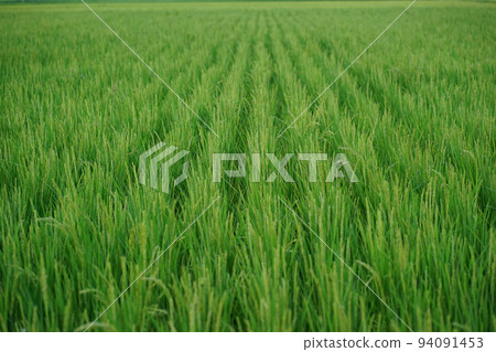 Rice summer rice cultivation Rice summer rice cultivation 94091453