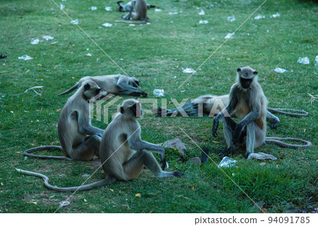 A group of monkeys sitting in the Mandore Gardens in Mandore, Jodhpur, India. A group of monkeys sitting in the Mandore Gardens in Mandore, Jodhpur, India. 94091785
