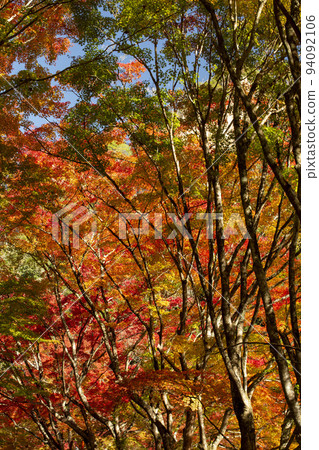 Autumn maple Autumn maple 94092106