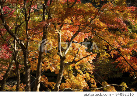 楓染成深紅色 楓染成深紅色 94092110