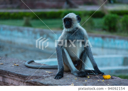 A monkey sitting in the Mandore Garden in Mandore, Jodhpur, India 94092154