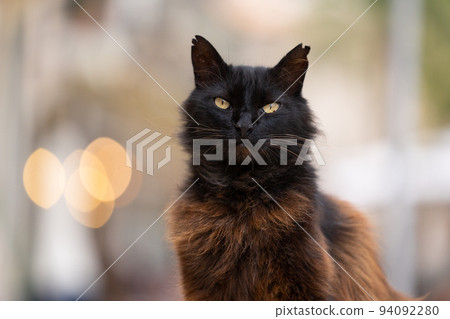 black fluffy stray cat portrait black fluffy stray cat portrait 94092280