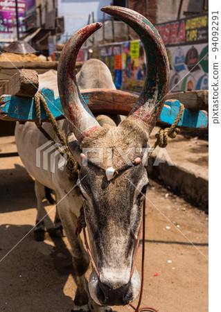 A cow pulling an oxcart in the city of Madurai, India A cow pulling an oxcart in the city of Madurai, India 94092291