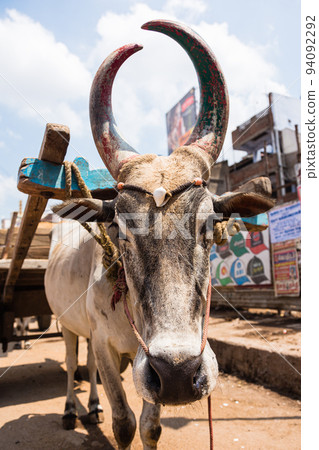 A cow pulling an oxcart in the city of Madurai, India A cow pulling an oxcart in the city of Madurai, India 94092292