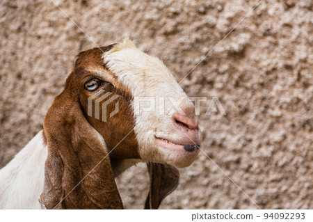 A goat in the city of Madurai, India A goat in the city of Madurai, India 94092293