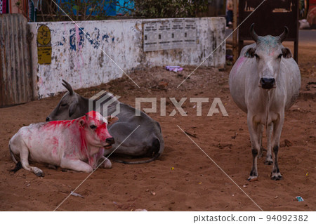 Stray cows in the city of Puri, India 94092382