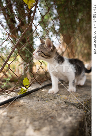 cute kitten looking through fence outdoors 94092418