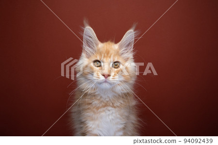 cute ginger maine coon kitten portrait 94092439