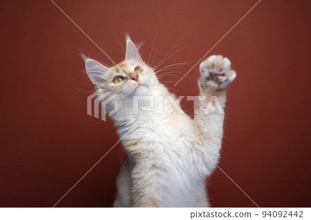 cute maine coon kitten playing raising paw cute maine coon kitten playing raising paw 94092442