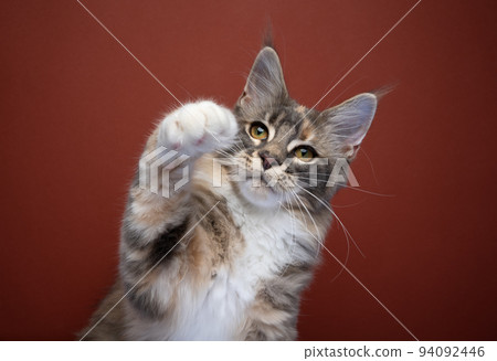 cute maine coon kitten playing raising paw cute maine coon kitten playing raising paw 94092446