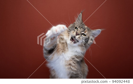 cute maine coon kitten playing raising paw cute maine coon kitten playing raising paw 94092448