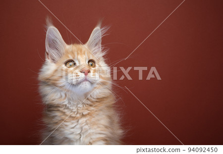 cute ginger maine coon kitten portrait 94092450