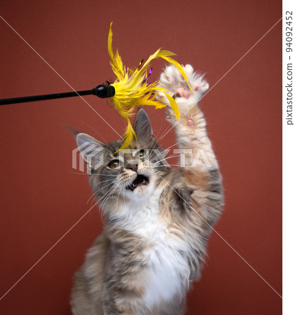 cute maine coon kitten playing raising paw 94092452