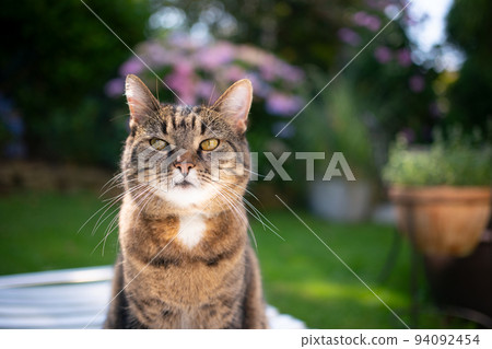 tabby cat portrait in sunny garden 94092454