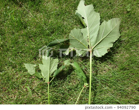 被棉鈴蟲幼蟲破壞的秋葵葉子 94092790