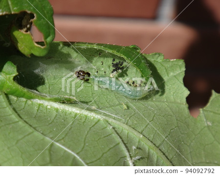 Bollworm larvae that feed on okra 94092792