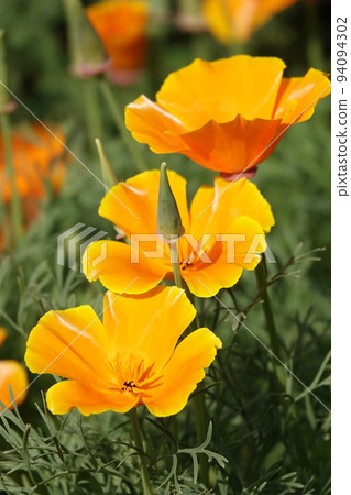 Eschscholzia Californian flowers close-up very delicate and beautiful Eschscholzia Californian flowers close-up very delicate and beautiful 94094302