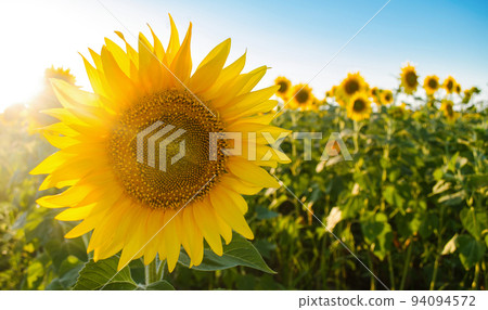 Beautiful young sunflower growing in a field on a sunny day. Agriculture and farming. Agricultural crops. Helianthus. Ukraine, Kherson region. Selective focus 94094572