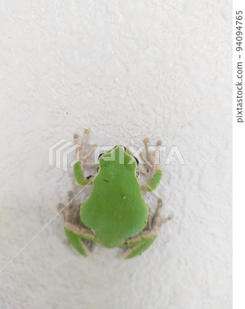 tree frog on the wall tree frog on the wall 94094765
