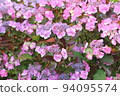 Hydrangea blueberry cheesecake 94095574