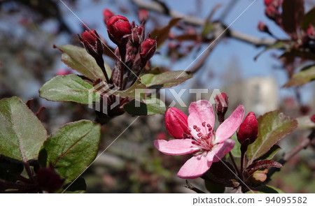 In spring, flowers on fruit trees bloom from the buds. 94095582