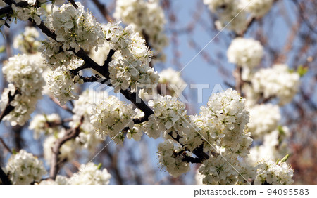 Apple tree blossoms in spring, strewn all its branches with white flowers 94095583