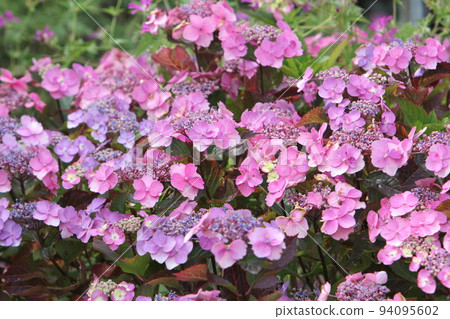 繡球花藍莓芝士蛋糕 94095602