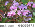 Hydrangea blueberry cheesecake 94095678