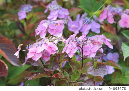 繡球花藍莓芝士蛋糕 94095678