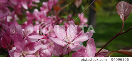 Blooming Apple tree in spring in Ukraine 94096306
