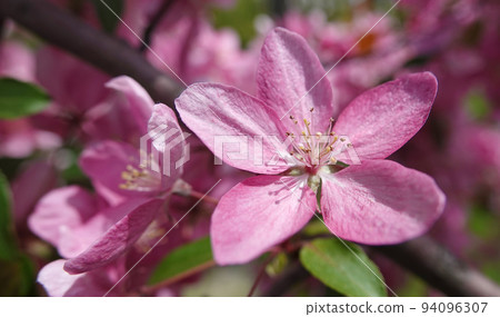 Blooming Apple tree in spring in Ukraine 94096307